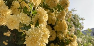 黄色い花と朝日