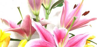 フリージアとユリ