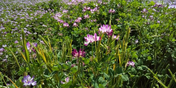 一面に咲く蓮華の花