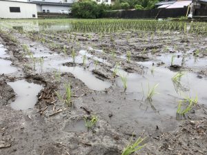 田んぼ