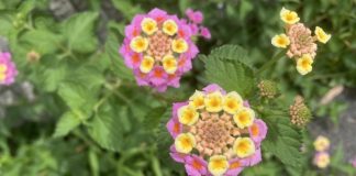 黄色とピンクの花