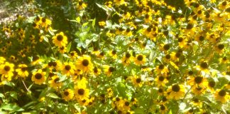 光と黄色の花弁