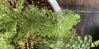 豊中院のスコッチモス