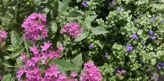 紫とピンクと