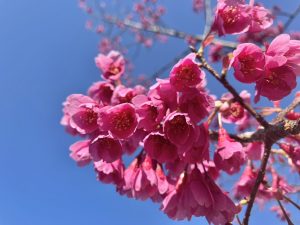 寒緋桜