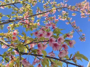 河津桜