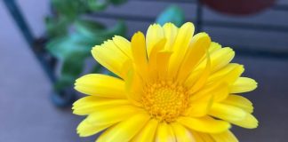 カレンデュラの花