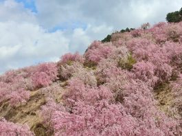 高見の郷の桜