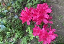 『診病奇侅』 平人腹形 その1 雨滴り 花