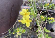 『診病奇侅』 下手之法 その7 黄梅 2024