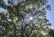垂水神社の樹々