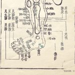 類経図翼「足陽経総図」