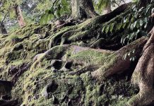 風邪は万病の元 その3 苔 2026