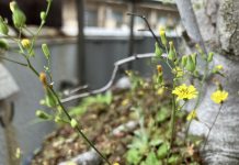 五月病と東洋医学 その3
